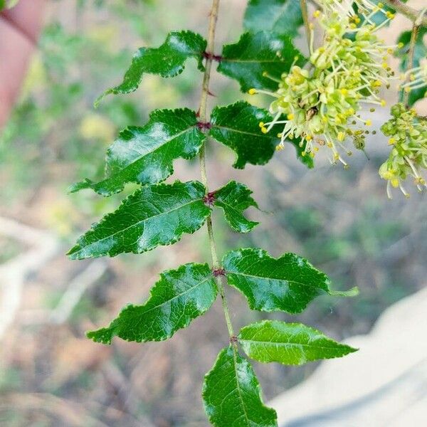 Zanthoxylum clava-herculis Frunză