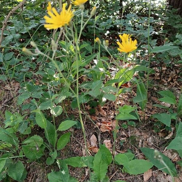 Hieracium murorum Hàbitat