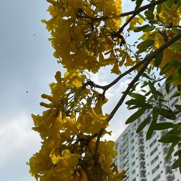 Tabebuia aurea Flor