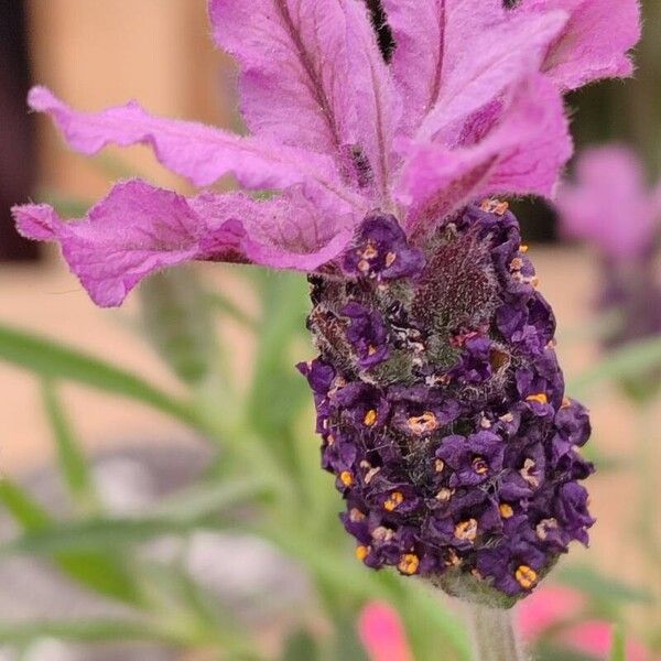 Lavandula stoechas Virág