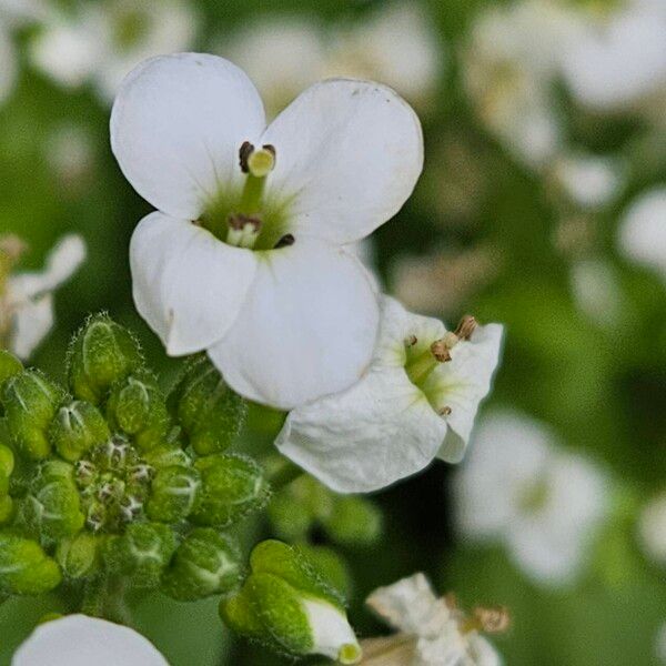 Arabis caucasica Flower