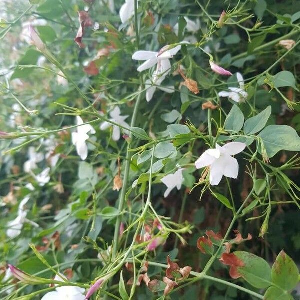 Jasminum officinale Cvet