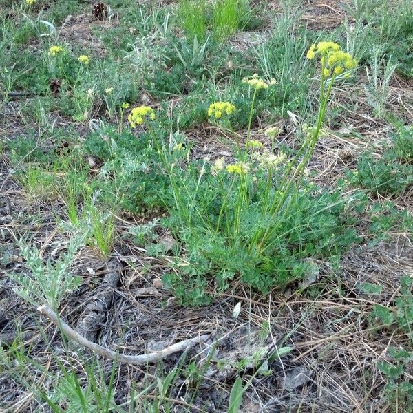 Cymopterus lemmonii 整株植物