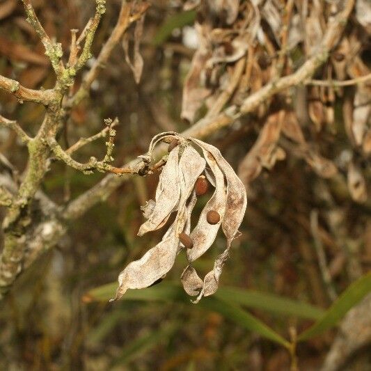 Acacia heterophylla Frucht