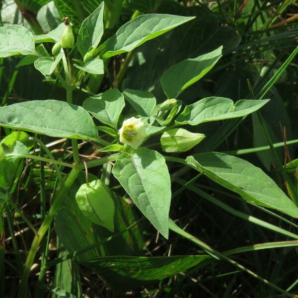Physalis angulata Fruit