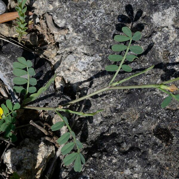 Hippocrepis unisiliquosa 葉