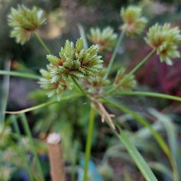 Cyperus eragrostis Flor