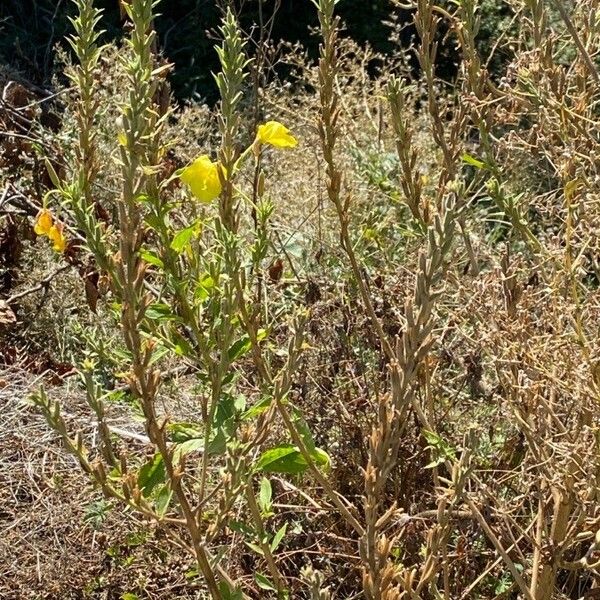 Oenothera villosa 花