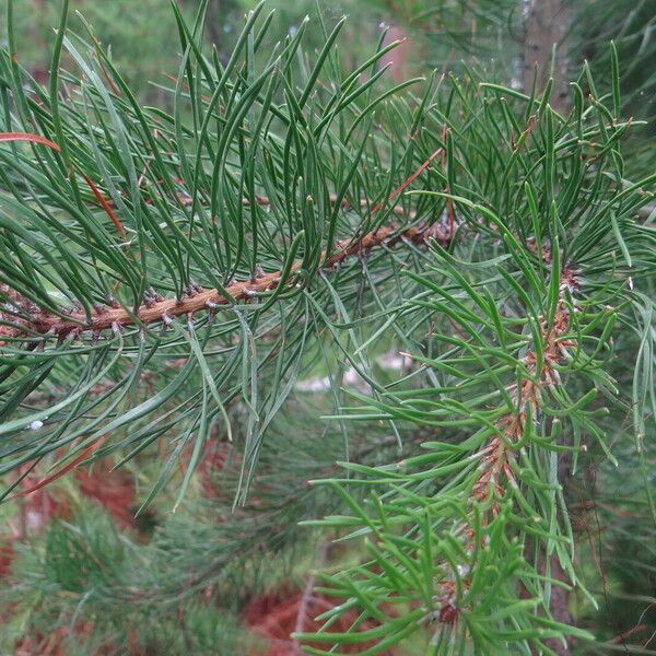 Pinus contorta পাতা