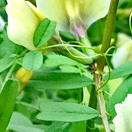 Vicia grandiflora Цвят