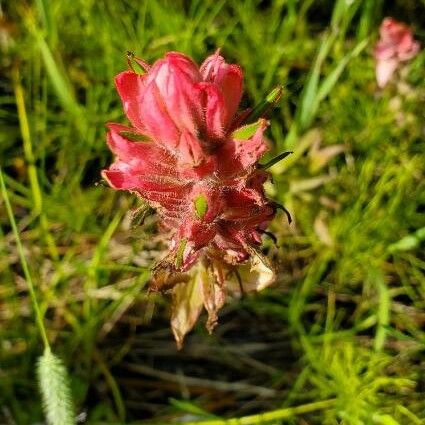 Castilleja parviflora Квітка