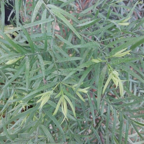 Afrocarpus falcatus Leaf