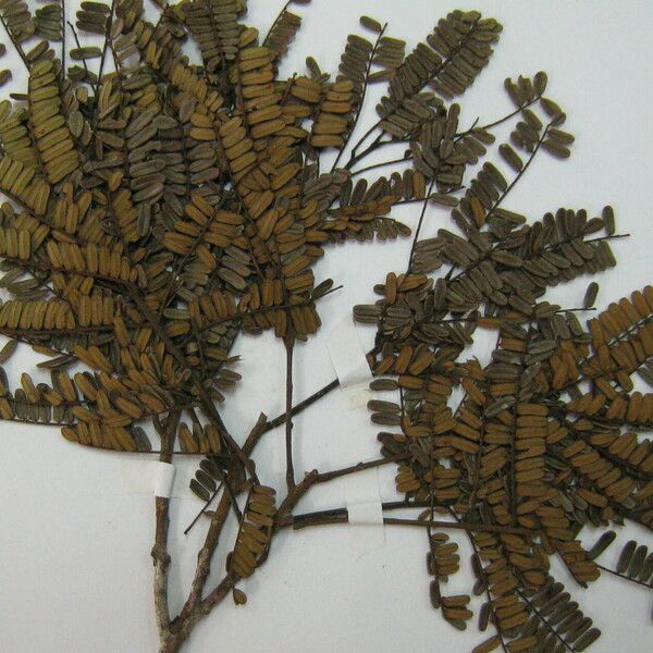Balizia pedicellaris برگ