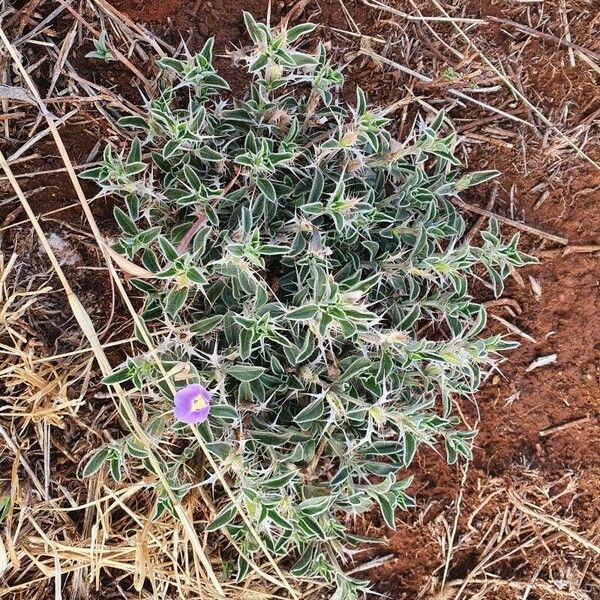 Barleria delamerei Листок