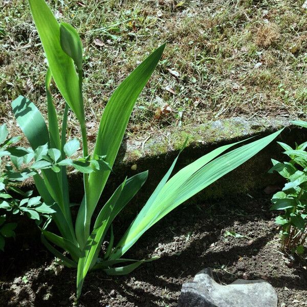 Iris lutescens Habitus