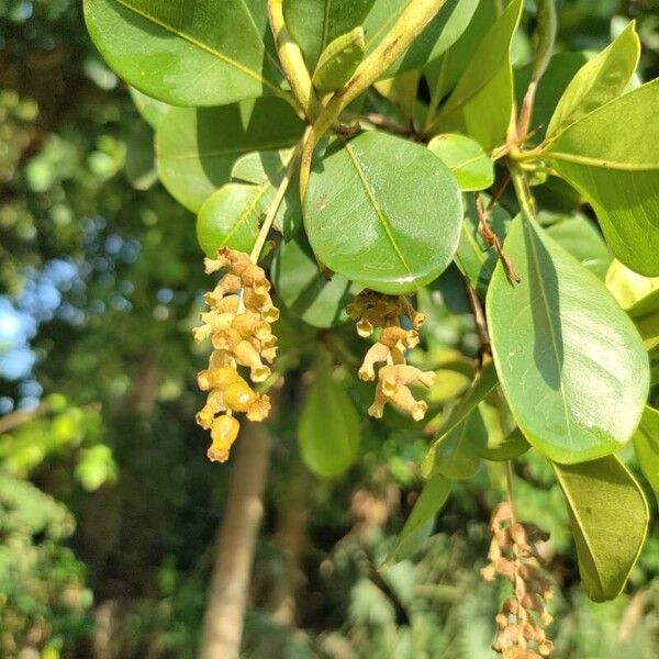 Terminalia buceras പുഷ്പം