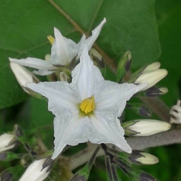 Solanum torvum Flower