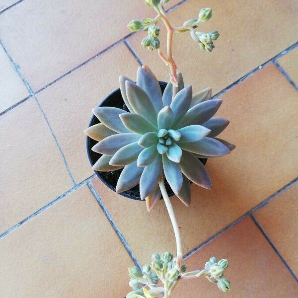 Dudleya greenei Habitus