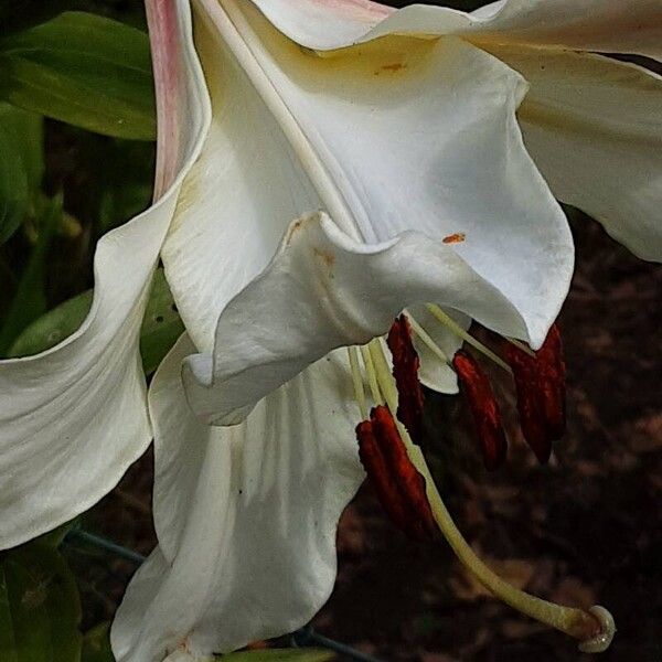 Lilium candidum 花