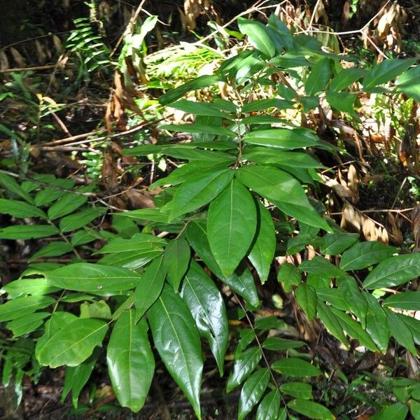 Cnestis polyphylla Hábitos