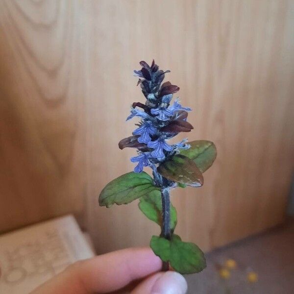 Ajuga reptans Natur