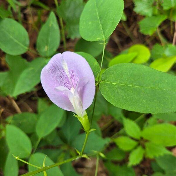 Clitoria mariana Flor