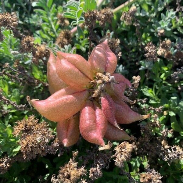 Astragalus miguelensis Flower