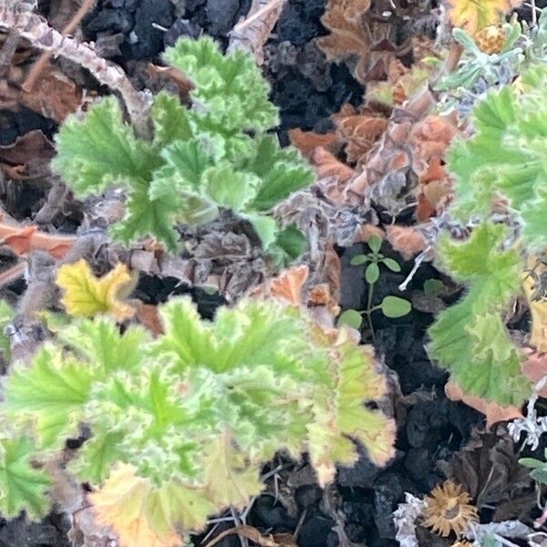 Pelargonium capitatum Fulla