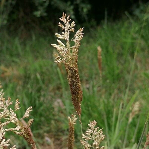 Calamagrostis epigejos Blomma