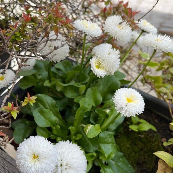 Bellis rotundifolia Blomst