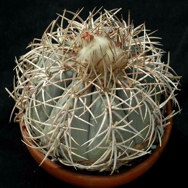 Echinocactus horizonthalonius List