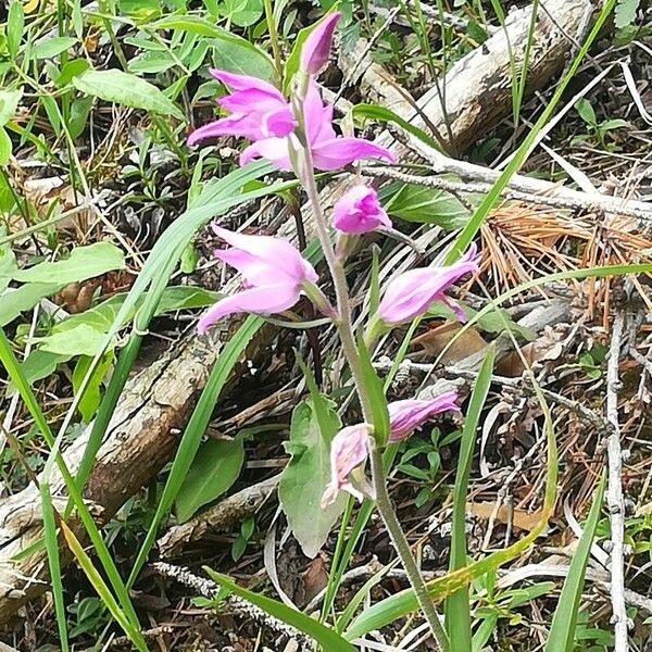 Cephalanthera rubra ফুল