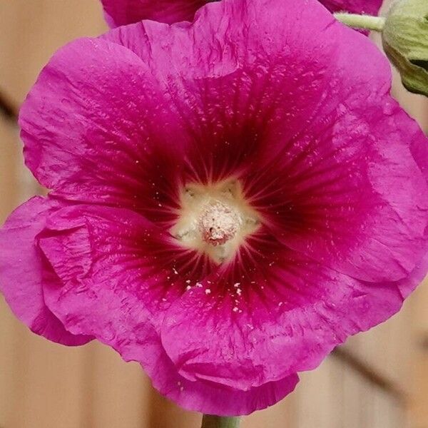 Alcea rosea Flower