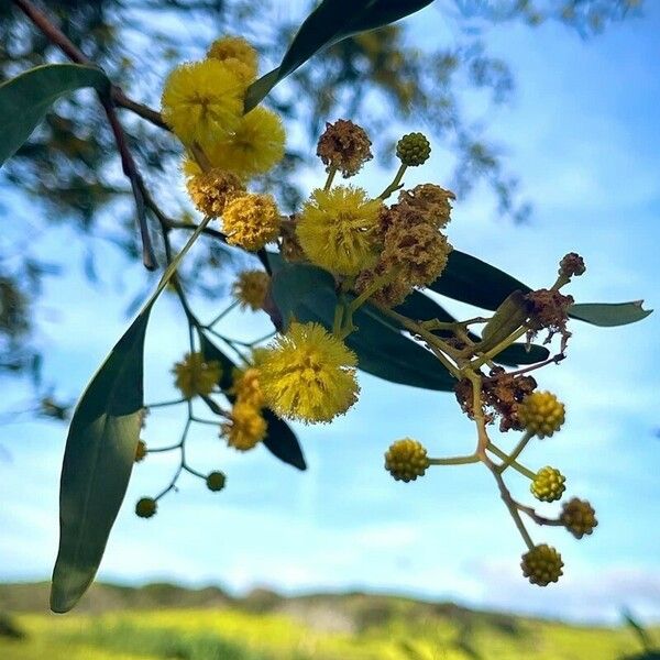 Acacia pycnantha 花