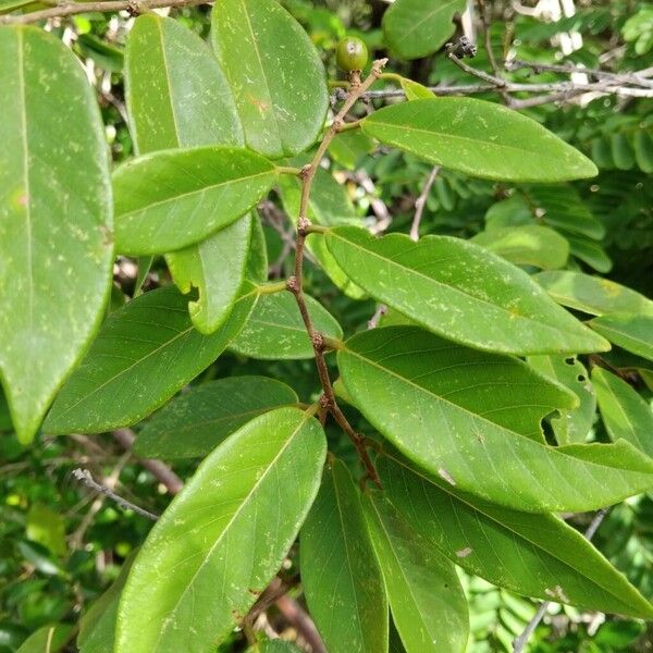 Bridelia tomentosa برگ