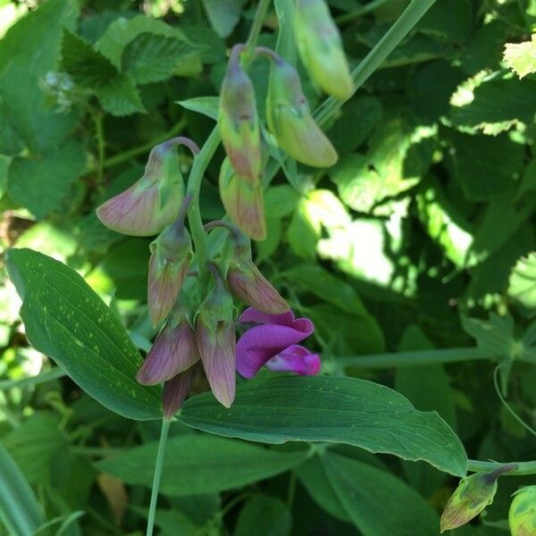 Lathyrus latifolius 花