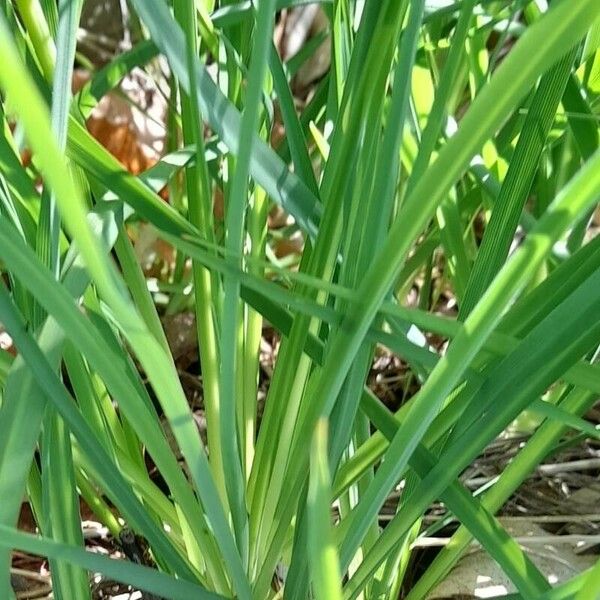 Anthericum liliago Feuille