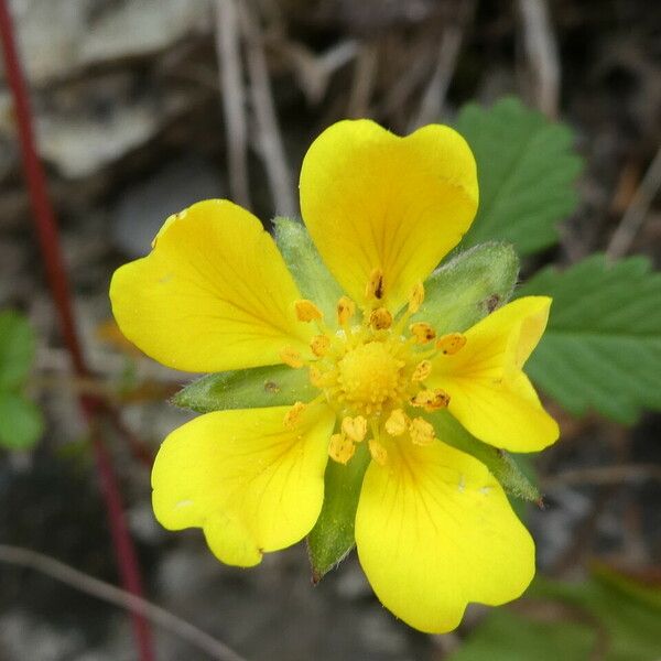 Potentilla reptans Flower