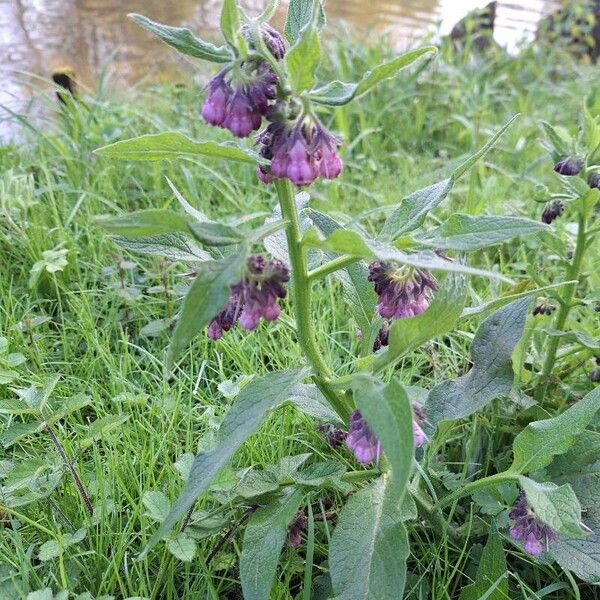 Symphytum officinale Květ