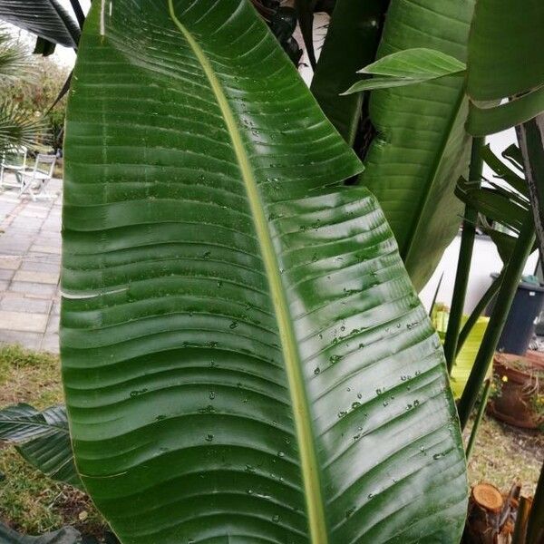 Strelitzia reginae Blatt