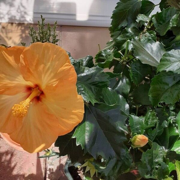 Hibiscus rosa-sinensis Blüte