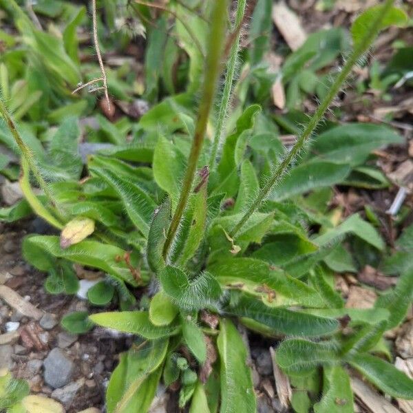 Pilosella aurantiaca برگ