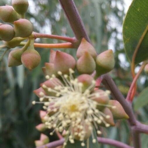 Eucalyptus camaldulensis 花