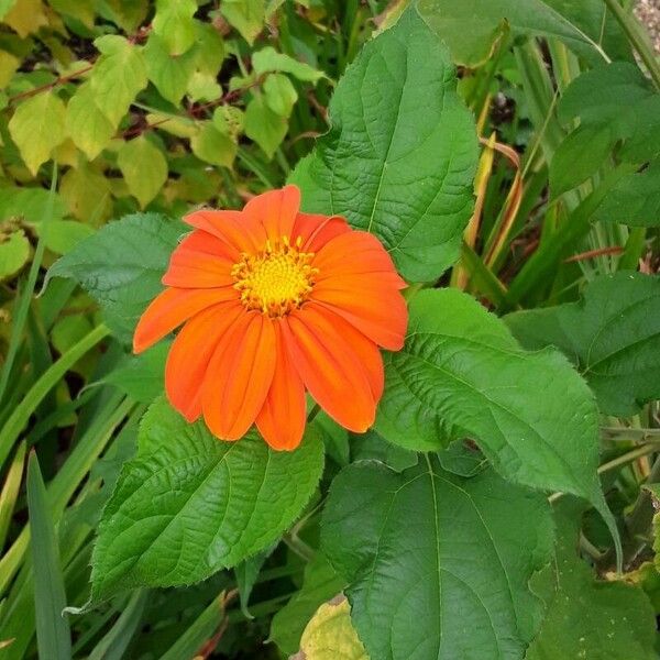 Tithonia rotundifolia Blomst