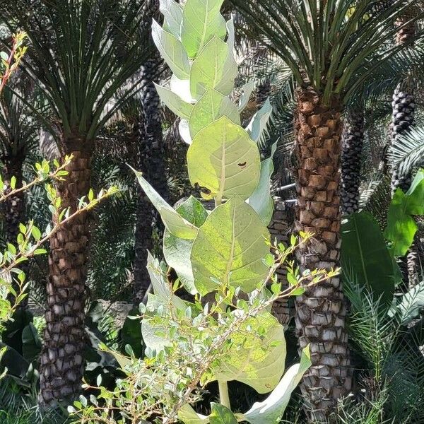 Calotropis procera برگ