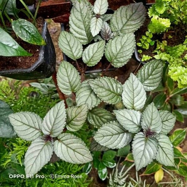 Strobilanthes alternata Yaprak