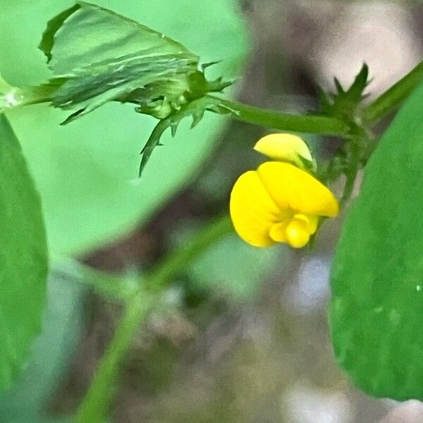 Medicago arabica Flor