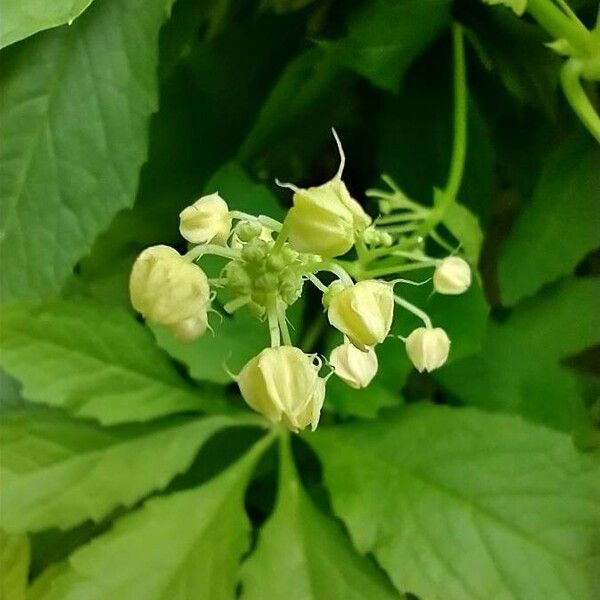 Cyclanthera pedata Žiedas