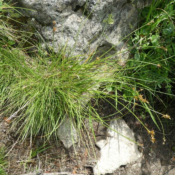 Carex echinata অভ্যাস