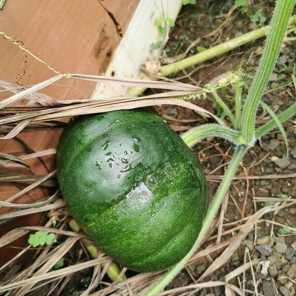 Cucurbita moschata Froito